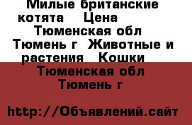 Милые британские котята. › Цена ­ 1 000 - Тюменская обл., Тюмень г. Животные и растения » Кошки   . Тюменская обл.,Тюмень г.